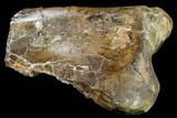 Partial Hadrosaur (Edmontosaurus) Tibia - South Dakota #113066-2